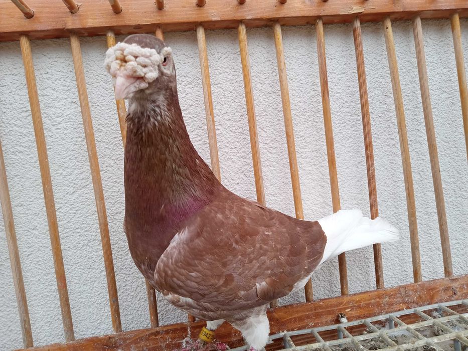 Gołębie staropolskie, gołąb staropolski