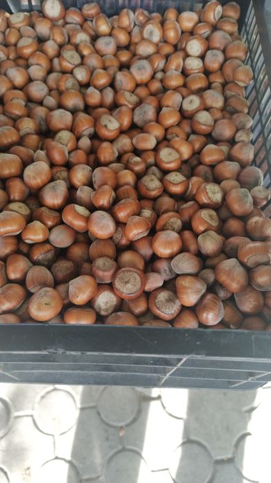 Гумі ірга фундук актинідія