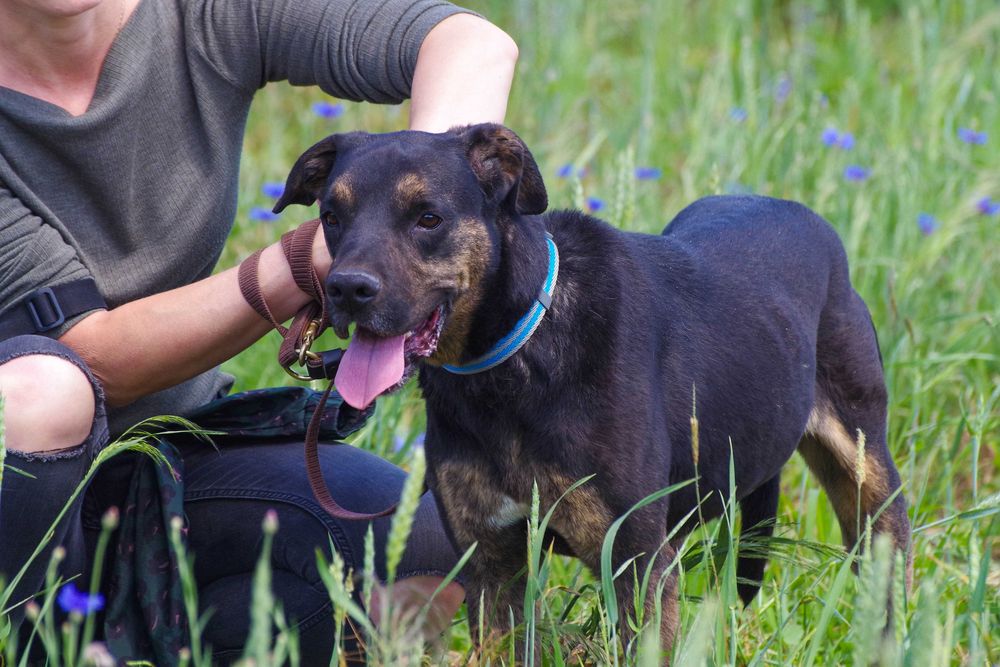 Lemon - czarne cudo zza krat do adopcji.