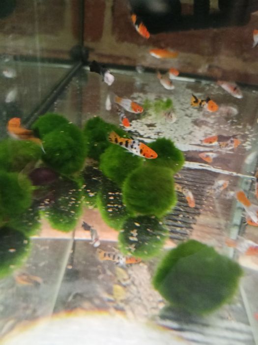 Mieczyki koi , tricolor
