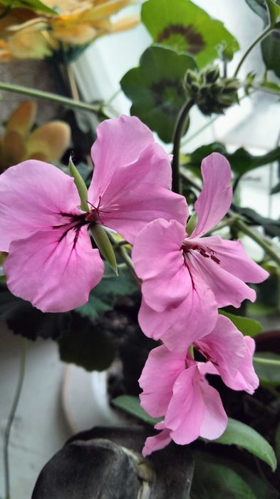 Пеларгония королевская