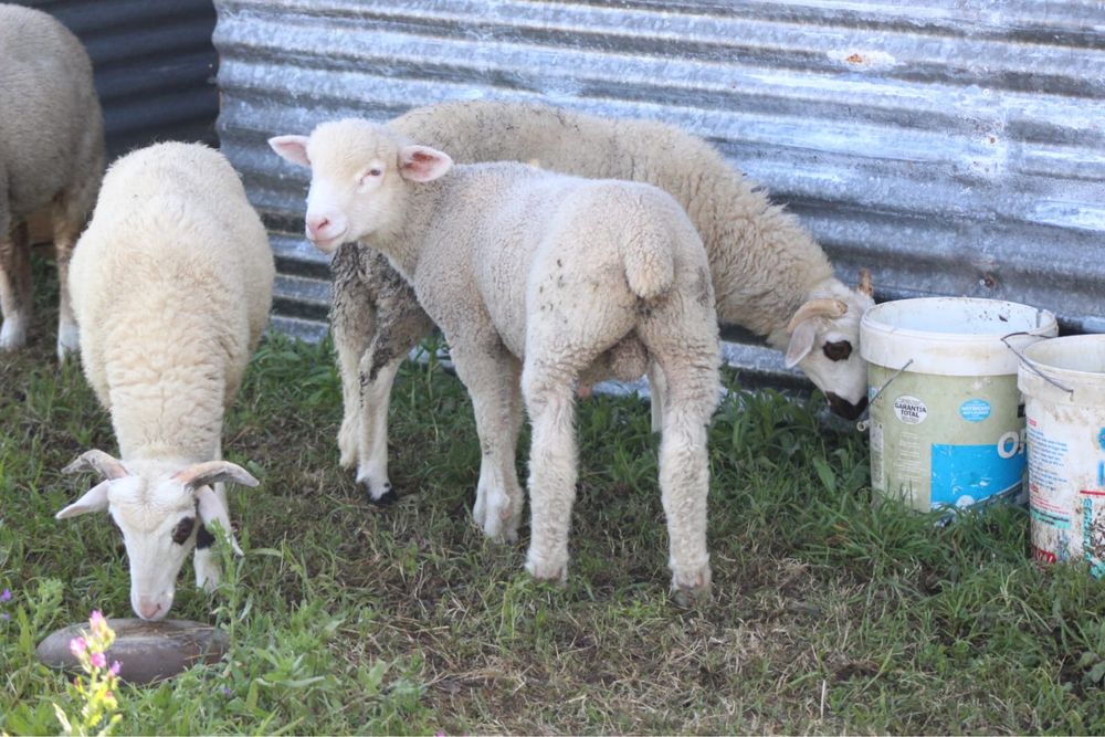 Borrego cruzado de ile de france