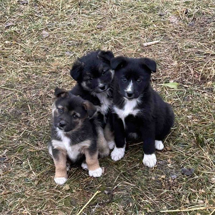 Красуні шукають дім СТЕРЕЛІЗУЄМО