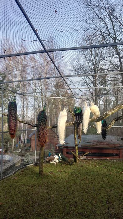 Sprzedam białe pawie samce