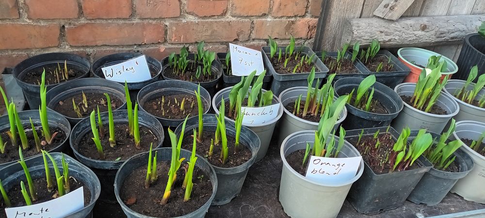 Kalie (calla) w donicy różne odmiany