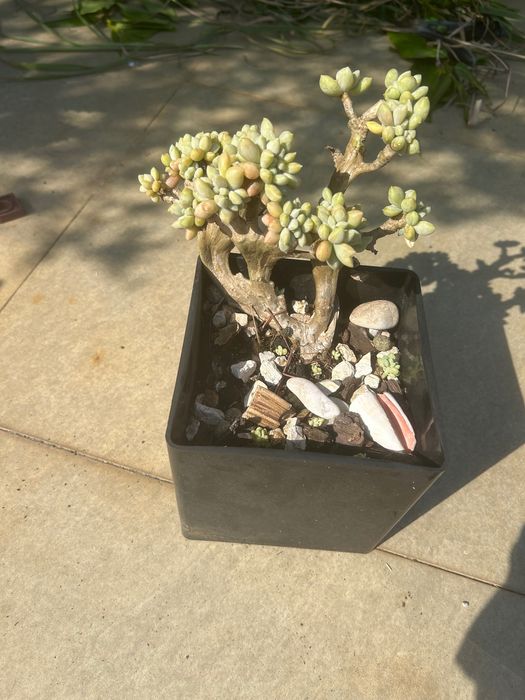 Cactos e suculentas