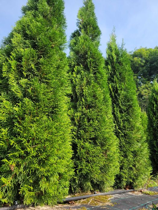 Туї Смарагд 1,8–2,2 м — суперціна від 650 грн