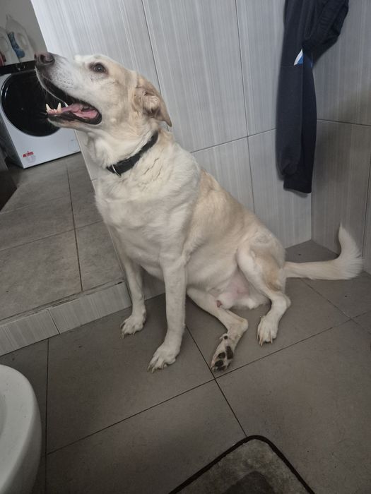 Cães para adopção