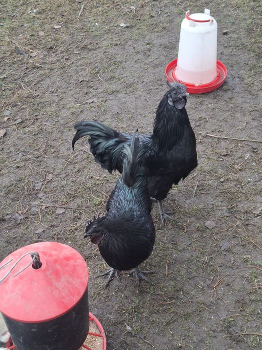Sprzedam koguty ayam cemani