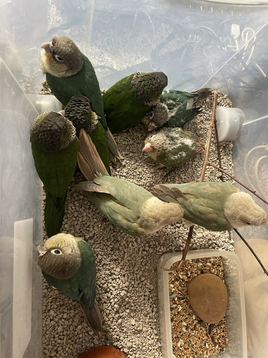 Pyrrhuras criadas à mão