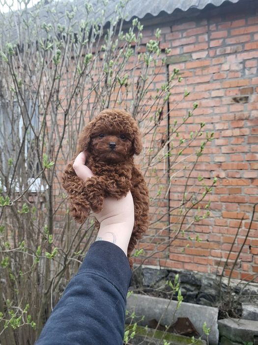 Той пудель toy poodle червоний red