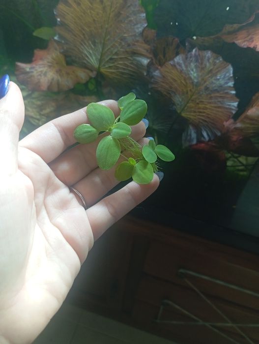 Planta aquática flutuante de lago ou aquário