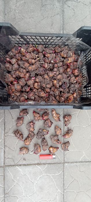 Клубни цветов канны,саженцы
