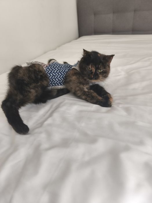 Шукаємо дім для кішки