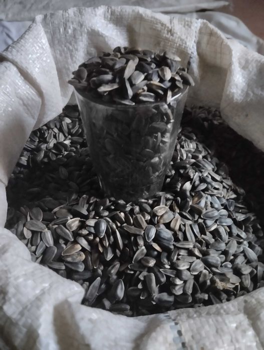 Корм для птахів насіння соняшнику семечки для тварин