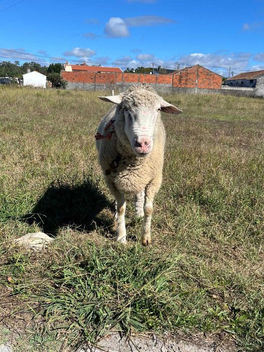 Vendo carneiro com 2 anos