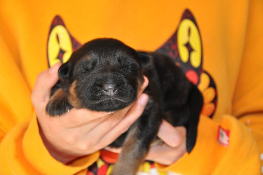 Розплідник КСУ пропонує бронювання цуценят