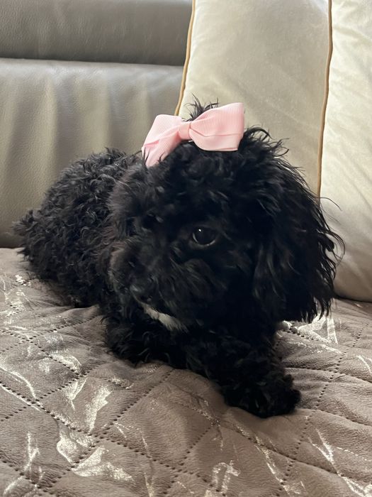 Cudowna suczka cavapoo