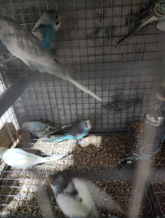 Piriquitos australianos coloridos de 2025