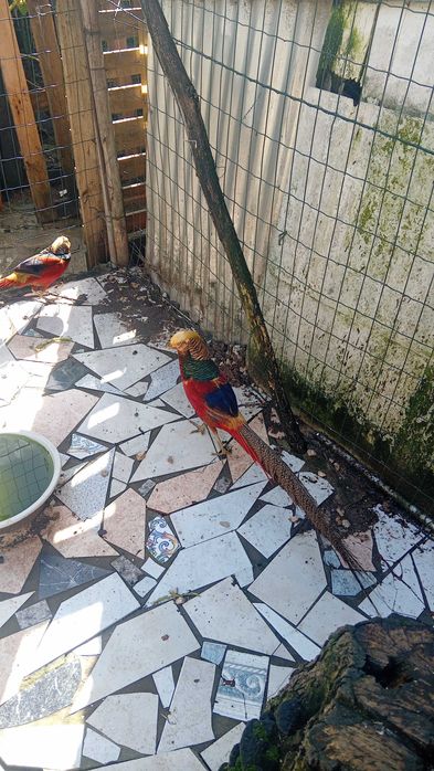 Faisao macho para venda