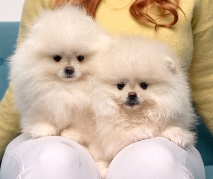 Pomeranian szpic miniaturowy