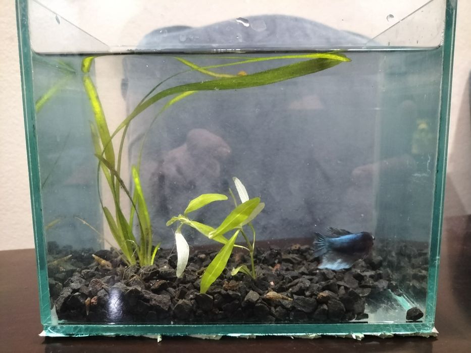 Akwarium z bojownikiem bojownik