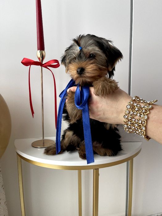 VIP Йорки  ваш найкращий подарунок літа