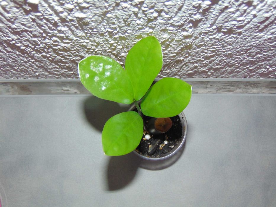 Заміокулькас замієлистий, доларове дерево