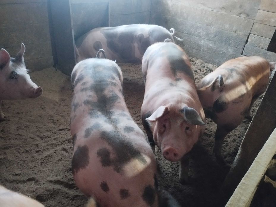 Продам свиней живою вагою