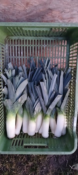 Sprzedam por zimową