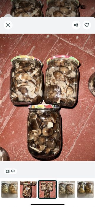 Гриби мариновані опеньки польсий білий синяк
