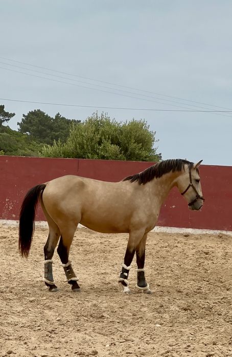 Baio Lusitano 4  anos Montado