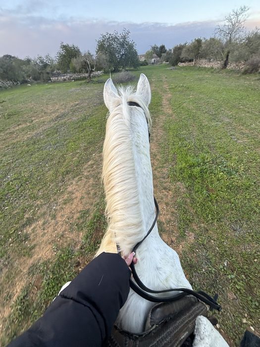 Vendo egua e cavalo