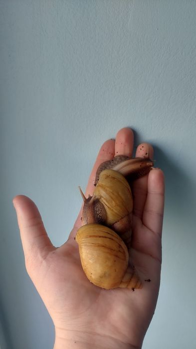 Lissachatina fulica rodatzi