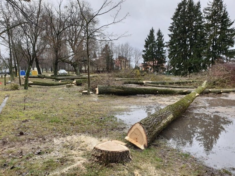 Wycinka drzew trudnych, wycinka drzew metodą alpinistyczną