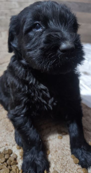 Sznaucer olbrzym pies