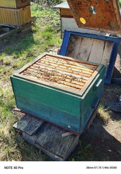 Rodziny pszczele, pszczoły