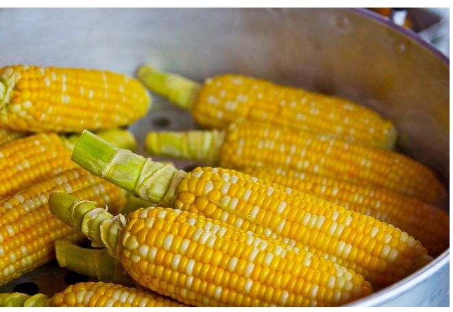 Milho caseiro colheita 2024