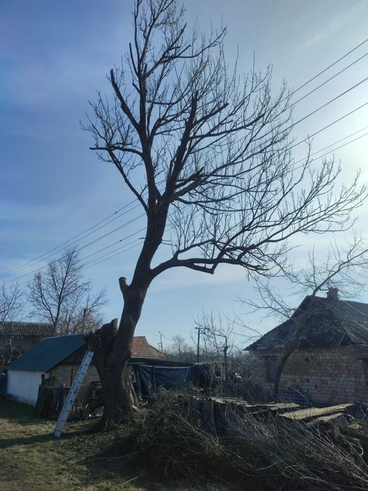 Спилювання дерев кущів, розчистка участка, спил аварійних гілок
