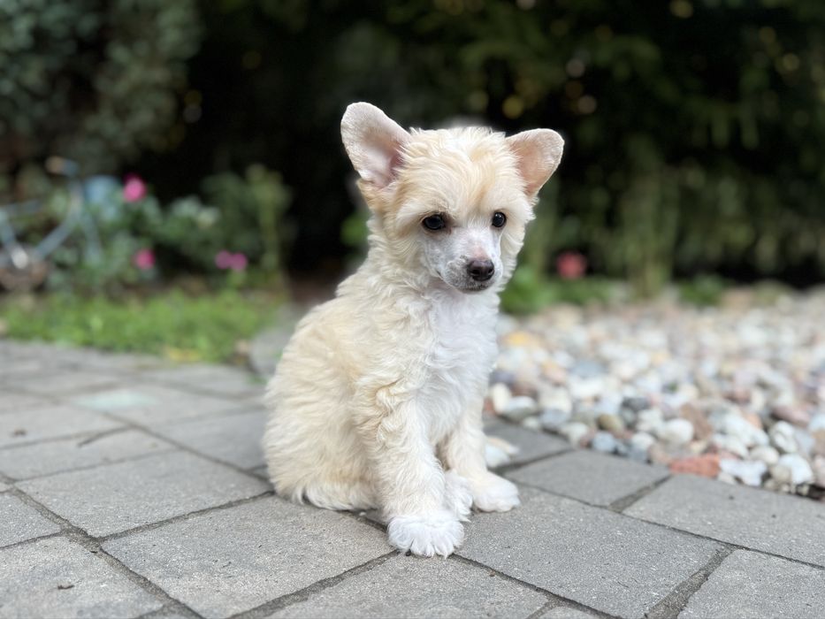 TEGAN owłosiony chiński grzywacz-powder puff Łomianki