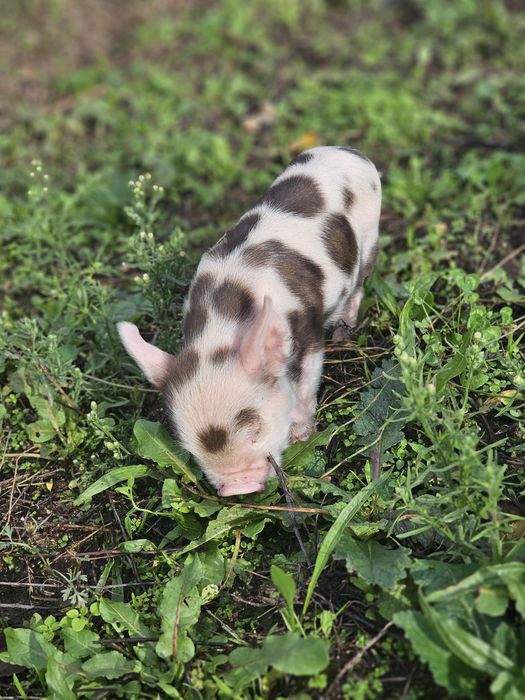 Porcos kunekune Fêmeas e Machos