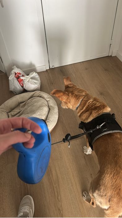 Pet sitting com muito amor