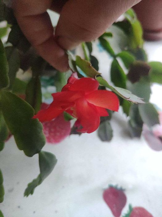 продам декабристы.фиалки