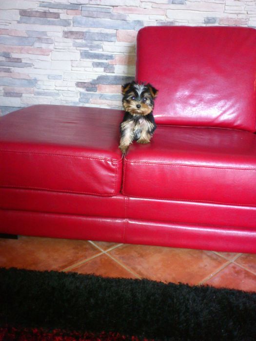 Yorkshire terrier Miniatura