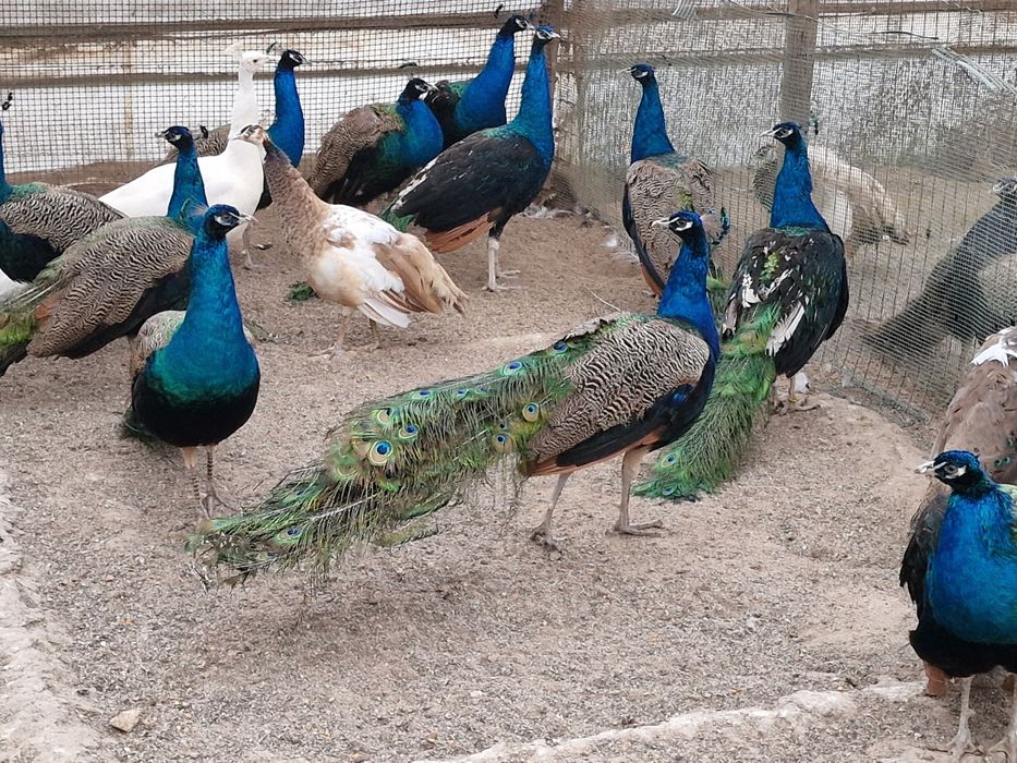 Pavões de 2022 e adultos