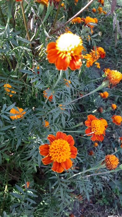 Продам насіння чорнобривців різнокольорові