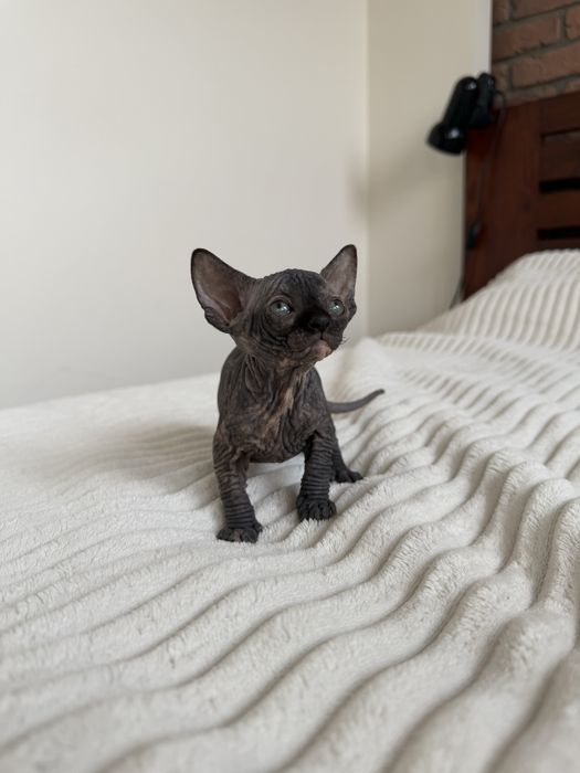 Koteczka rodowod WCF