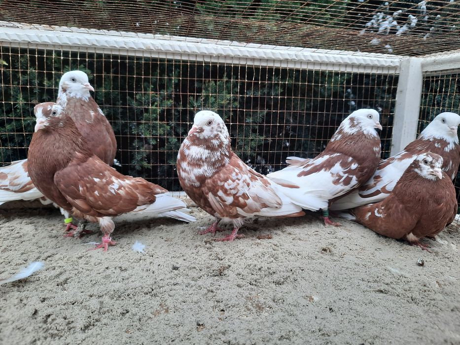 Продам домашню птицю.