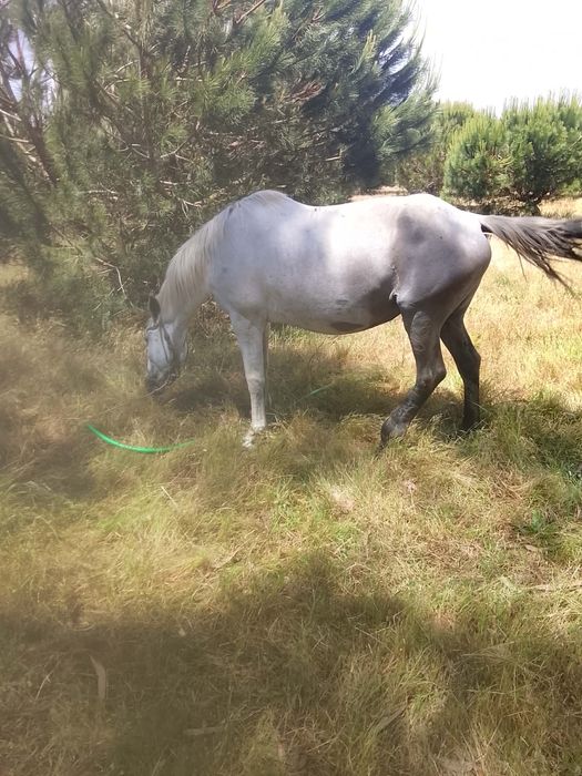 Vendo varios cavalo, com preços variáveis. Mansos. várias idades. Contactar por telemóvel.