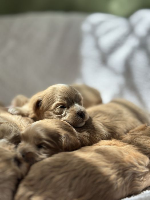 Мальтипу Ф1 цуцики